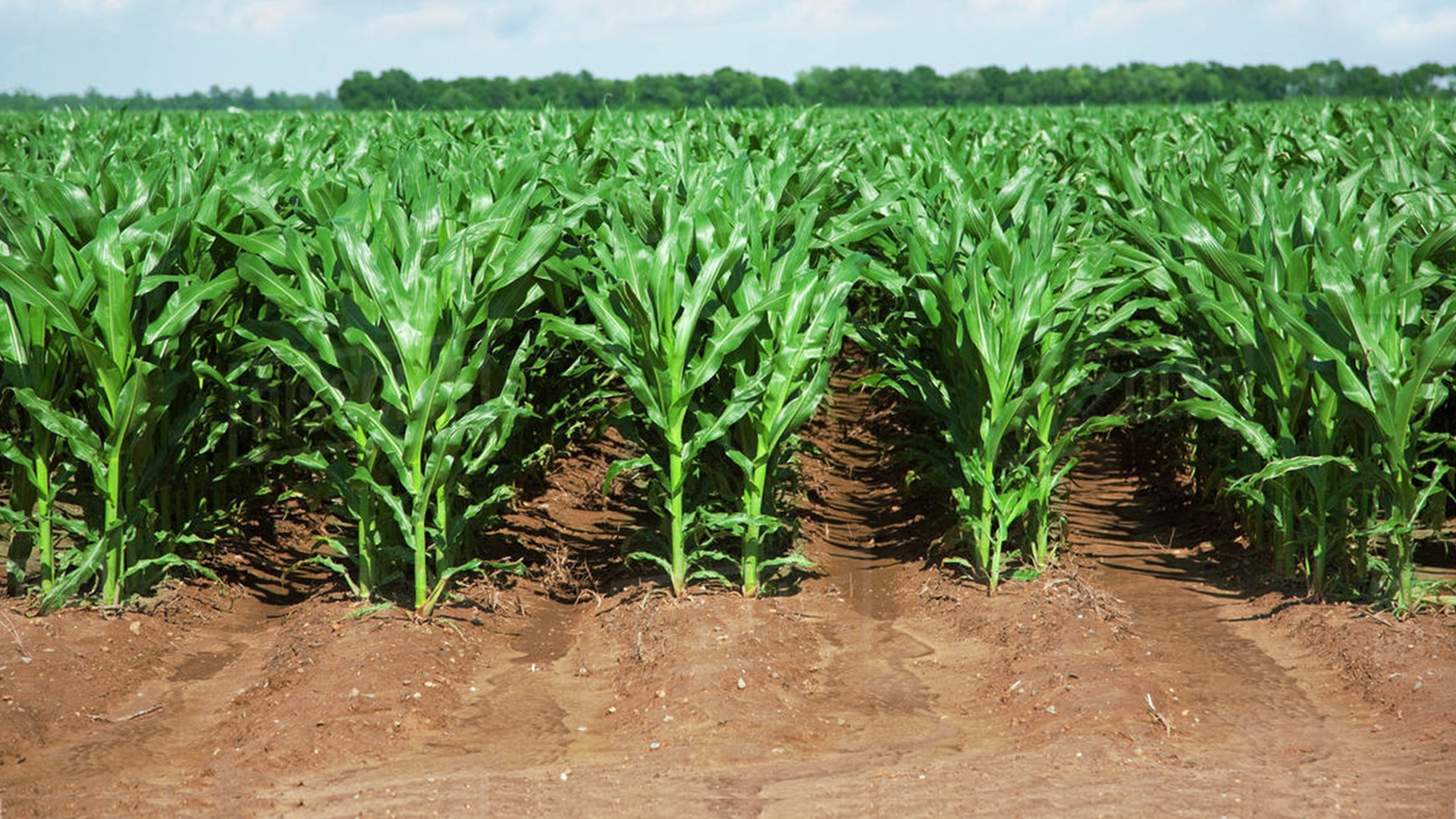 Agromaster