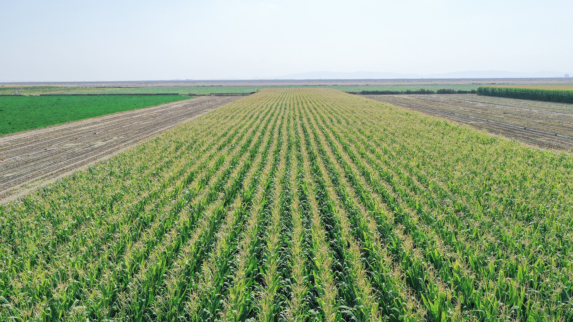 Agromaster